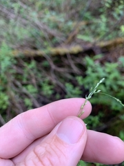 Deschampsia elongata
