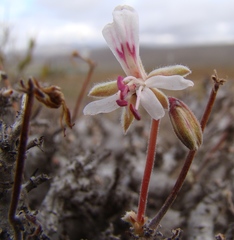 Pelargonium alternans