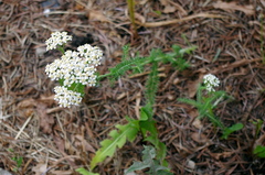Achillea millefolium