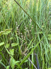 Juncus anthelatus