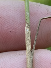 Juncus anthelatus