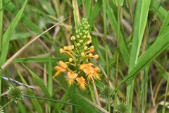 Platanthera chapmanii