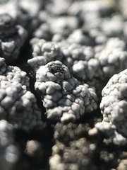 Pseudothelomma occidentale