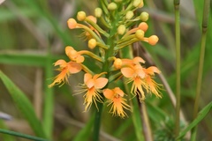 Platanthera chapmanii