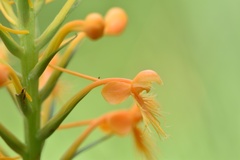 Platanthera chapmanii