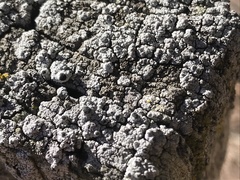 Pseudothelomma occidentale