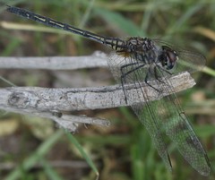 Trithemis hecate