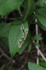 Calycomyza flavinotum