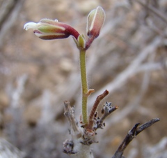 Pelargonium alternans