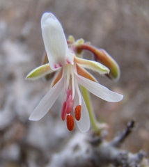 Pelargonium alternans