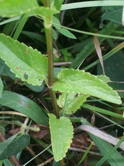 Stachys costaricensis