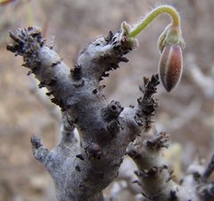 Pelargonium alternans