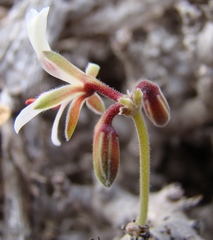Pelargonium alternans