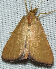 Hypsopygia incarnatalis