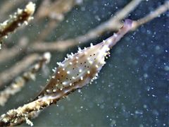 Phenacovolva schmidi