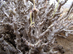 Pelargonium alternans