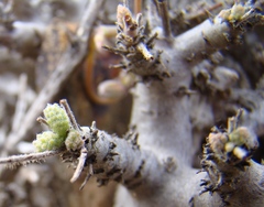 Pelargonium alternans