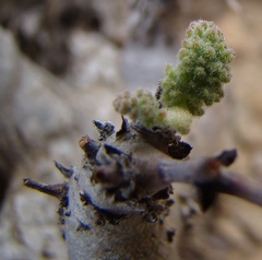 Pelargonium alternans