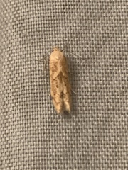 Blastobasis lacticolella