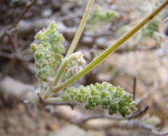 Pelargonium alternans