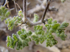 Pelargonium alternans