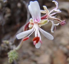 Pelargonium alternans