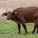 Forest Buffalo - Photo (c) Gregoire Dubois, some rights reserved (CC BY-NC)