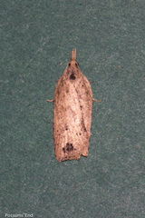 Planotortrix notophaea