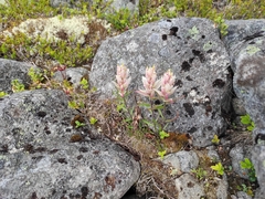 Castilleja lapponica