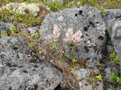 Castilleja lapponica