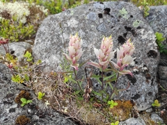 Castilleja lapponica