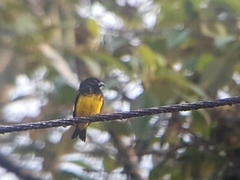 Spinus xanthogastrus