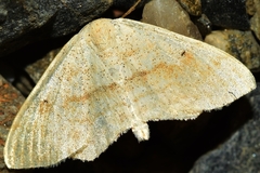 Scopula decolor