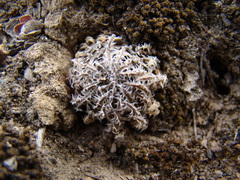 Haworthia herbacea