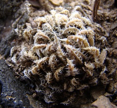 Haworthia herbacea