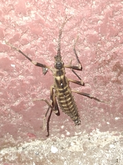 Peruphasma pentlandi