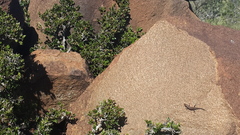 Trachylepis variegata