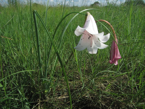 Image of Crinum carolo by (c) Robert Taylor, some rights reserved (CC BY)