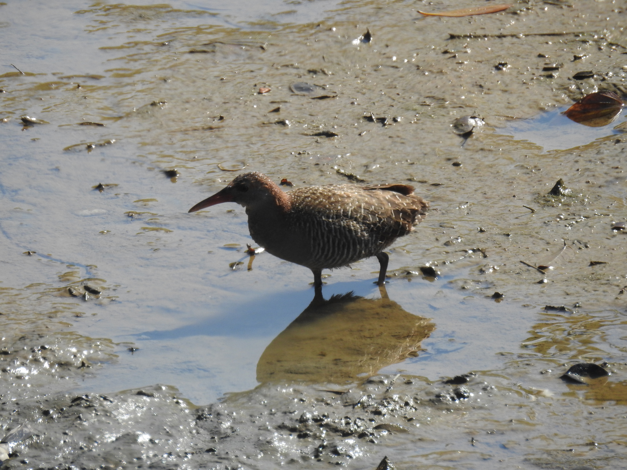 Slaty-breasted Rail
