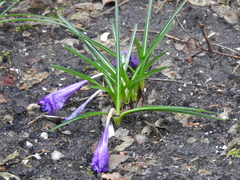 Crocus vernus