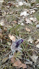 Pulsatilla