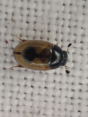 Cercyon unipunctatus