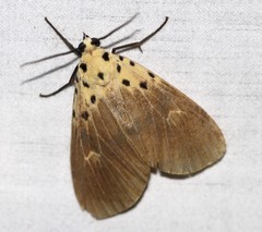 Asota iodamia