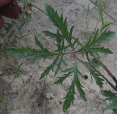 Ipomoea coptica image