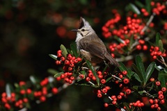 Taiwan Yuhina photo 3