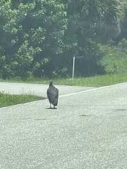 Coragyps atratus image