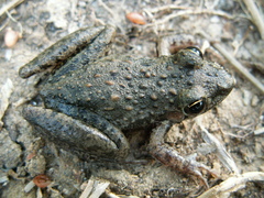 Litoria inermis