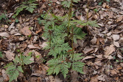 Sceptridium japonicum