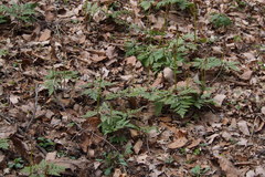 Sceptridium japonicum