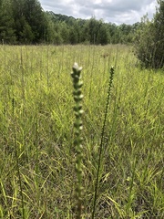 Liatris spicata spicata